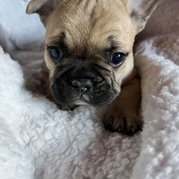 French Bulldogs from It’s a Frenchie Thing