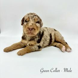Cypress - Merle male Bernedoodle puppy in Thornville, Ohio from Four Front Doodles & Friends