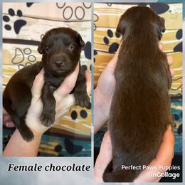 Girl 4 - Brown and white female Aussiedoodle puppy in Hillsboro, Illinois from Perfect Paws Puppies