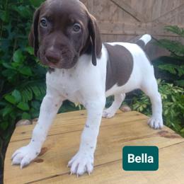 Bella - Liver and white female German Shorthaired Pointer puppy in Elberta, Alabama from Old Orchard Farm