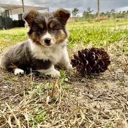 Pembroke Welsh Corgi Puppies from Storybook Corgis