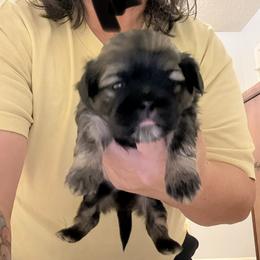 Chanel - Tricolor female Shih Tzu puppy in Boiling Springs, South Carolina from Sherry Whiteside's Shih Tzus