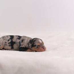Australian Mountain Doodle, Bernedoodle, and Cavapoo Puppies from Cedar Wood Farms