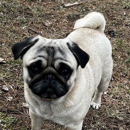 "Riley" Pug All Grown Up from Oakcreek Farm