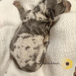 Blue - Dapple male Dachshund puppy in Polk County, Florida from Jessi’s Mini Dachshunds