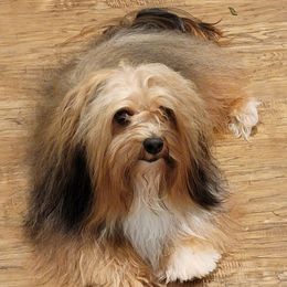 Hank - Havanese