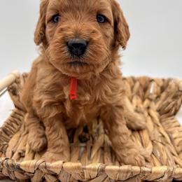 Honey Bun - Red  female Goldendoodle puppy in Sunman, Indiana from Brunsman Country Doodles LLC