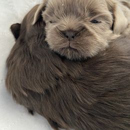 Shih Tzu Puppies from LaDawn’s Little Lions