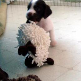 Brittany Puppies from Morgun’s Brittanys