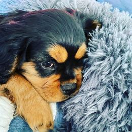 Cavalier King Charles Spaniel Puppies from Wasteland Cavaliers