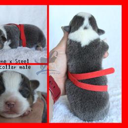 Red collar male - Blue male Pembroke Welsh Corgi puppy in Wayne City, Illinois from Lash Livestock & Corgis