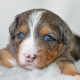 Pink Lady 'Pink'- Light Pink Collar Female - Blue merle female Bernedoodle puppy in Katy, Texas from Bluebonnet Bernedoodles of Southeast Texas