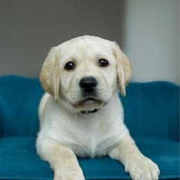 Patriot - Yellow male Labrador Retriever puppy in Allons, Tennessee from UC Labradors LLC