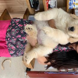 Golden Retriever Puppies from Glacier Goldens