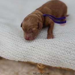 Russet - Red  female Goldendoodle puppy in New Harmony, Indiana from Cottonwood Farms