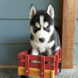 Shadow - Black and white male Siberian Husky puppy in Mc Cleary, Washington from Chelsea's Huskies