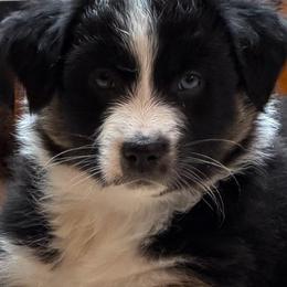 Ash - Black tri-color female Australian Shepherd puppy in La Porte City, Iowa from KDL Homestead