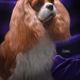 Oliver - Cavalier King Charles Spaniel