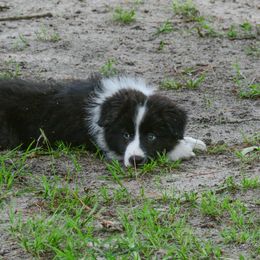 Border Collie Puppies from Shorewind Border Collies
