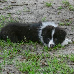 Border Collie Puppies from Shorewind Border Collies
