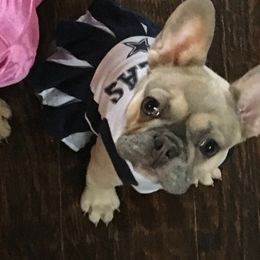 French Bulldog Puppies from Freeman Frenchies DFW