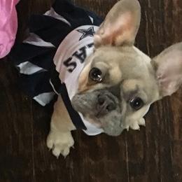 French Bulldog Puppies from Freeman Frenchies DFW