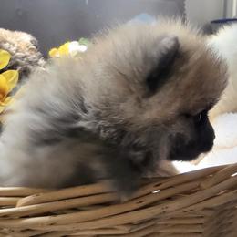 Pomsky Puppies from Amazing High Desert Pomskys