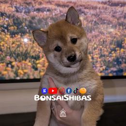 TIZCA - Red female Shiba Inu puppy in Minnesota from BonsaiShibas