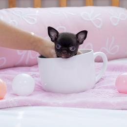 Teeny tiny  Rue 8,600 - Chocolate female Chihuahua puppy in Jacksonville, Florida from Petits Chihuahuas