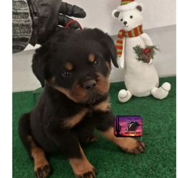 Rottweiler Puppies from Sunset State Rotts