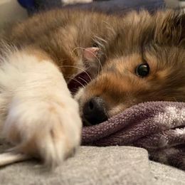 Shetland Sheepdog Puppies from Southern Charm Sheltie’s