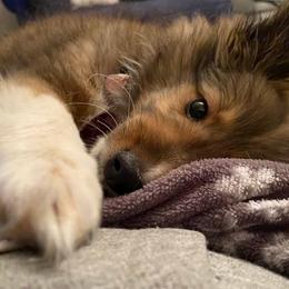 Shetland Sheepdog Puppies from Southern Charm Sheltie’s