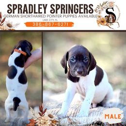 English Springer Spaniel and German Shorthaired Pointer Puppies from Spradley Springers