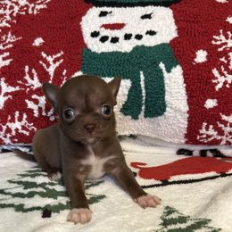 Diamond - Chocolate and white female Chihuahua puppy in Hampton, Virginia from Chilove Chihuahuas