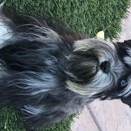 Georgia  - Miniature Schnauzer