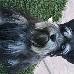 Georgia  - Miniature Schnauzer