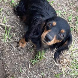 Lainey - Dachshund