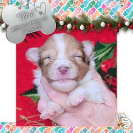 Girl 1 - Olive - Sable merle and white female Shetland Sheepdog puppy in Elberton, Georgia from Ioney's Southern Paws Shelties, Frenchies, and Yorkies