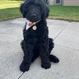 Labradoodle Puppies from Caldron Falls Doodles and Poodles