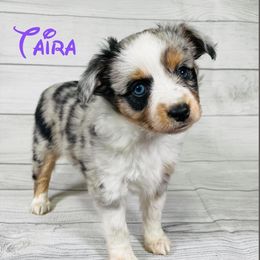 Taira - Toy Australian Shepherd