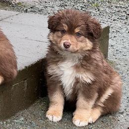 Wooten - Red tri-color male Australian Shepherd puppy in Sedro Woolley, Washington from CTR Farmstead