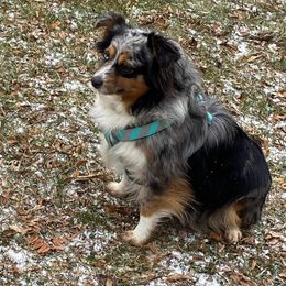 Ceely - Australian Shepherd