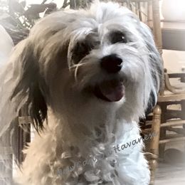 Sassy - Coton de Tulear