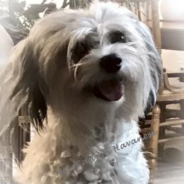 Sassy - Coton de Tulear