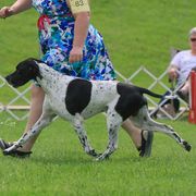Pointers from Crescendo Pointers