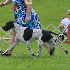 Pointers from Crescendo Pointers