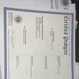 Golden Retriever All Grown Up from Goldens