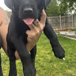 Labrador Retriever Puppies from Whispering Valley Labs