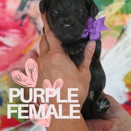 Purple - Black female Goldendoodle puppy in Platteville, Wisconsin from Beck Kennel