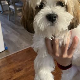 Snow White - Parti female Lhasa Apso puppy in Chickamauga, Georgia from Lorraine’s Lhasa Apsos by Mia Kentucky Rose